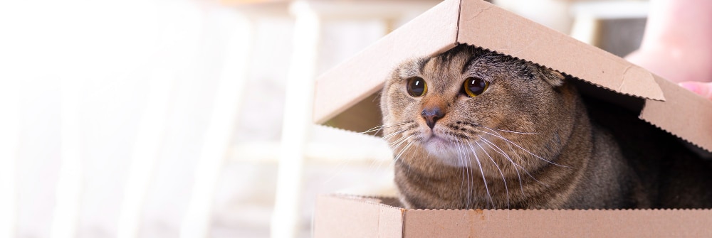 "Chat s'adaptant au déménagement, nouvelle maison"